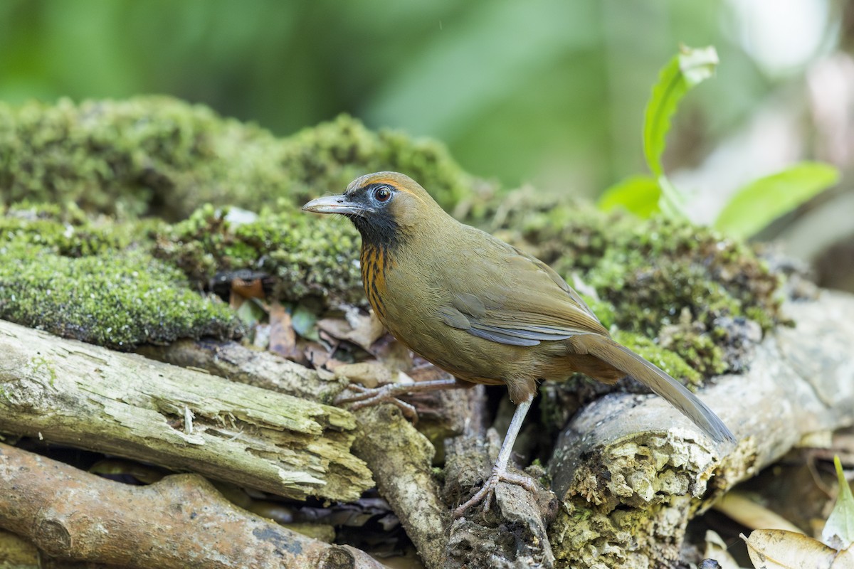 ベトナムガビチョウ - ML635868951