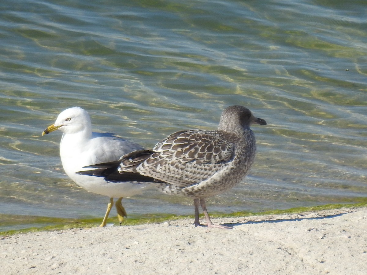 Ringschnabelmöwe - ML63586901