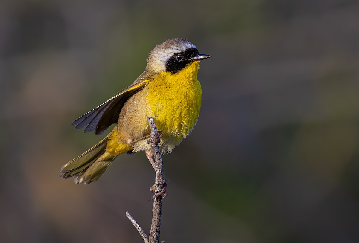 Common Yellowthroat - ML635869061