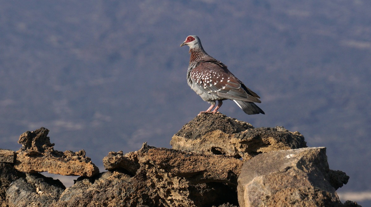 Speckled Pigeon - ML635869095