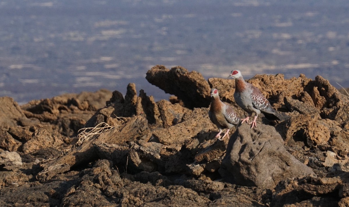 Speckled Pigeon - ML635869118