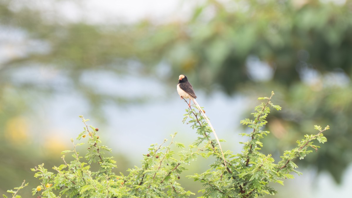 Straw-tailed Whydah - ML635869132
