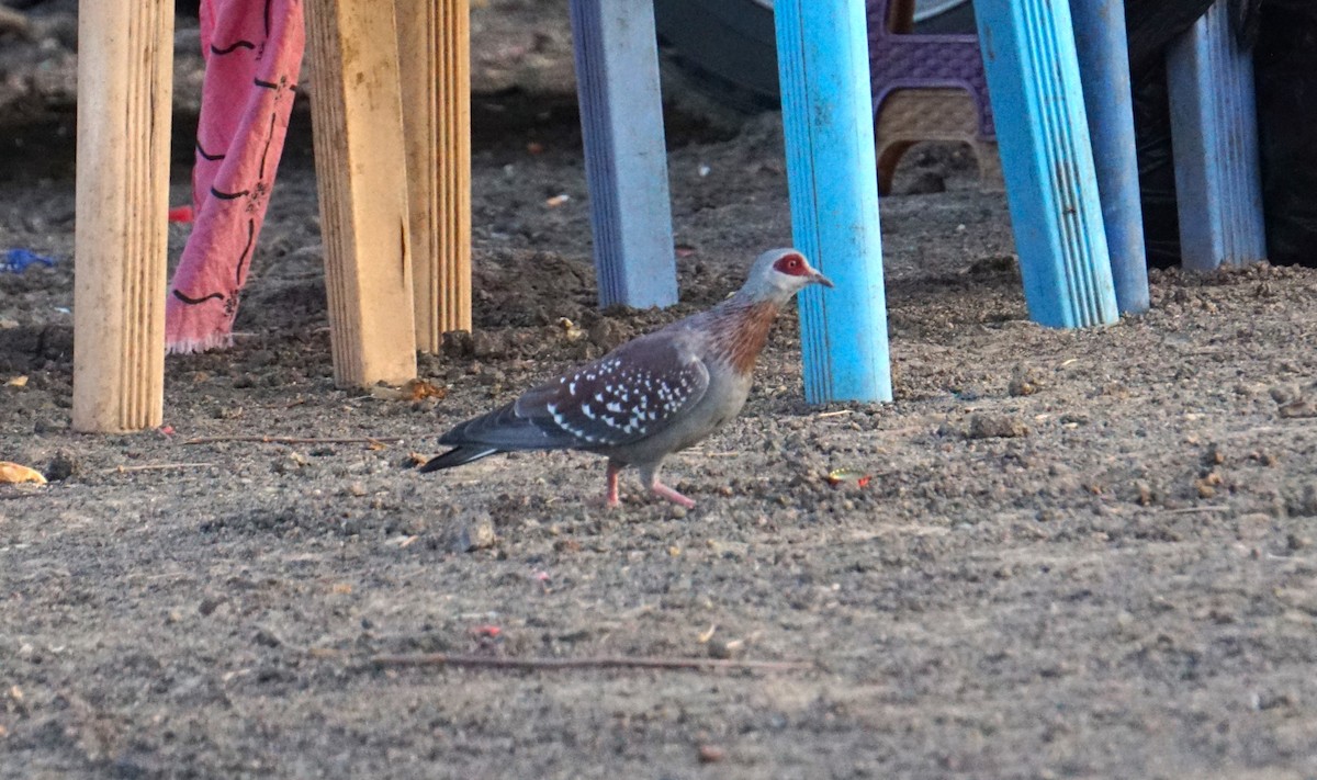 Speckled Pigeon - ML635869261