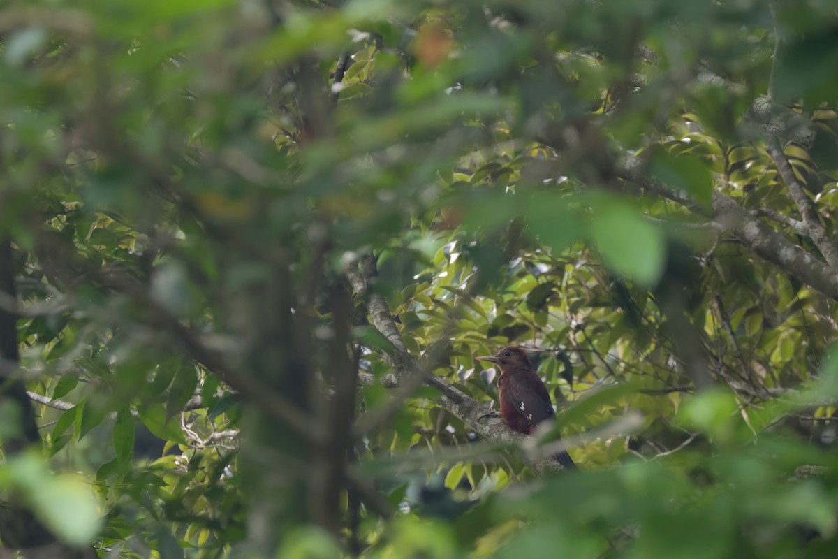 Okinawa Woodpecker - ML635869315