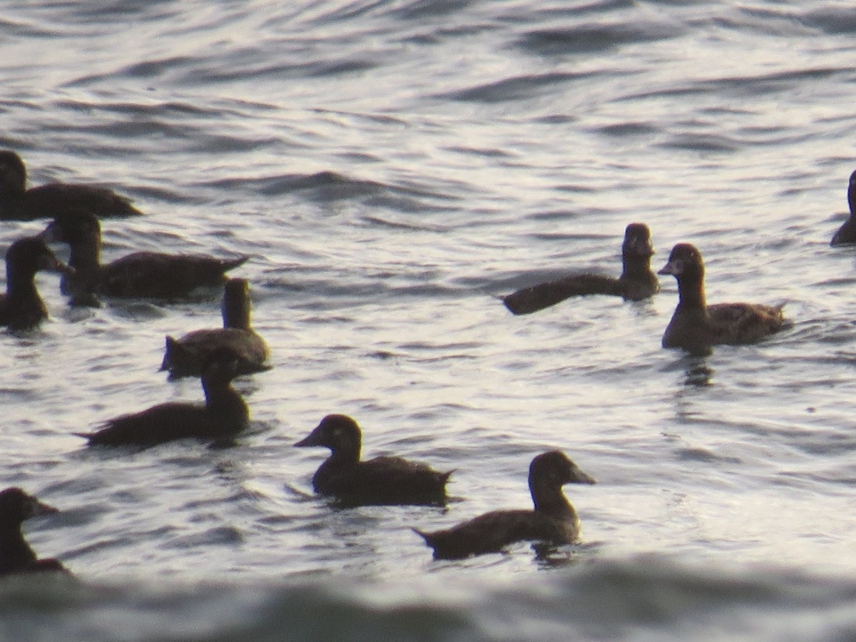 Surf Scoter - ML635869371