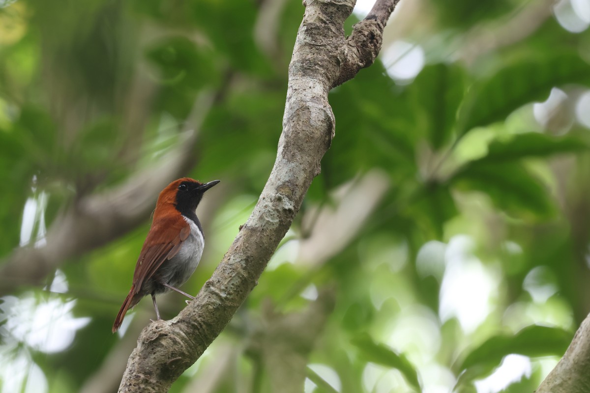 Okinawa Robin - ML635869410