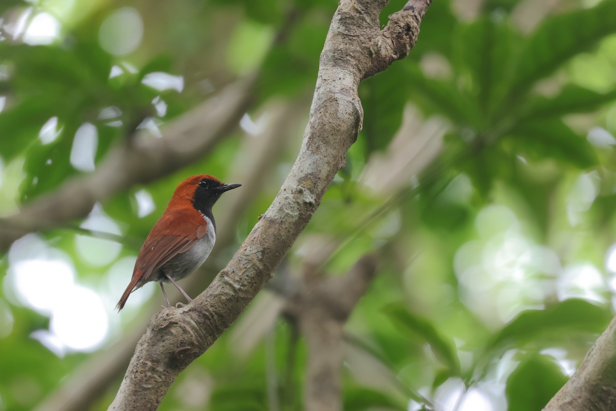 Okinawa Robin - ML635869415