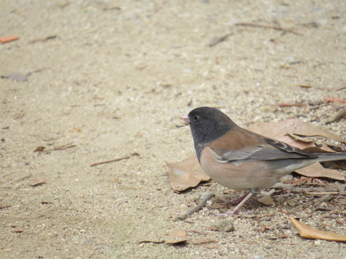 Dark-eyed Junco - ML635869573