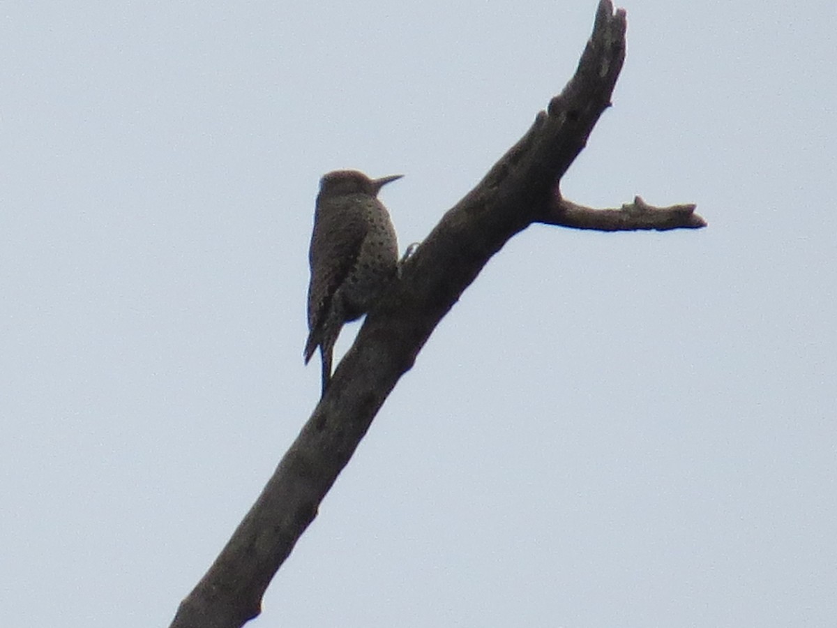 Northern Flicker - ML635869709
