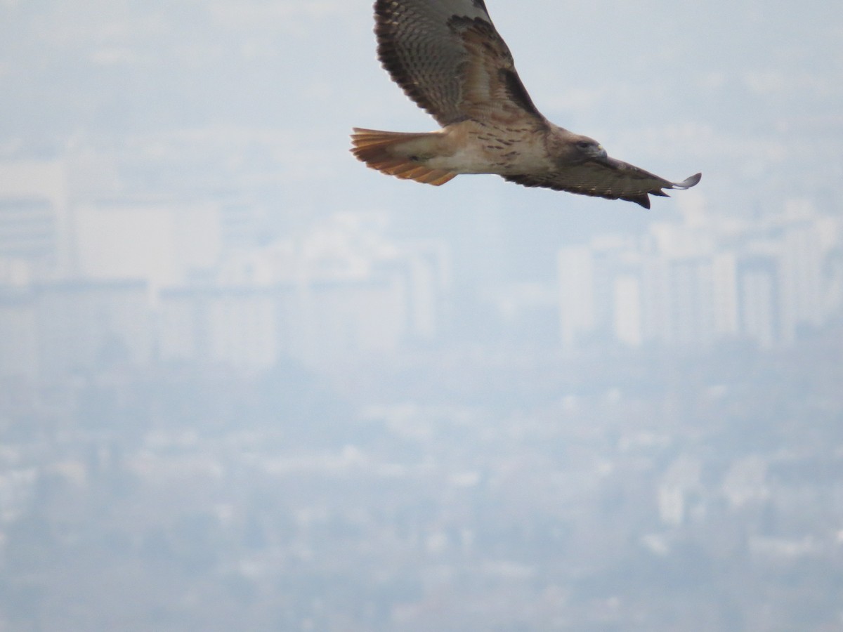 Red-tailed Hawk - ML635869713