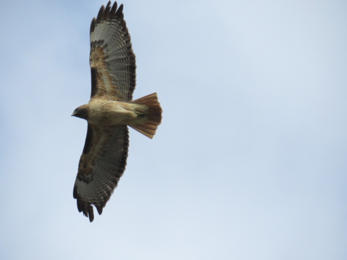 Red-tailed Hawk - ML635869714