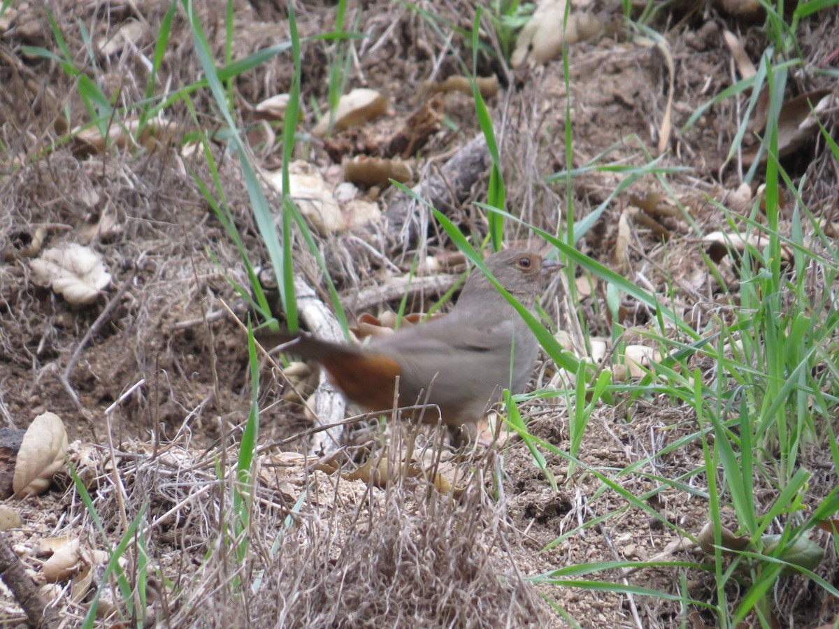 California Towhee - ML635869721