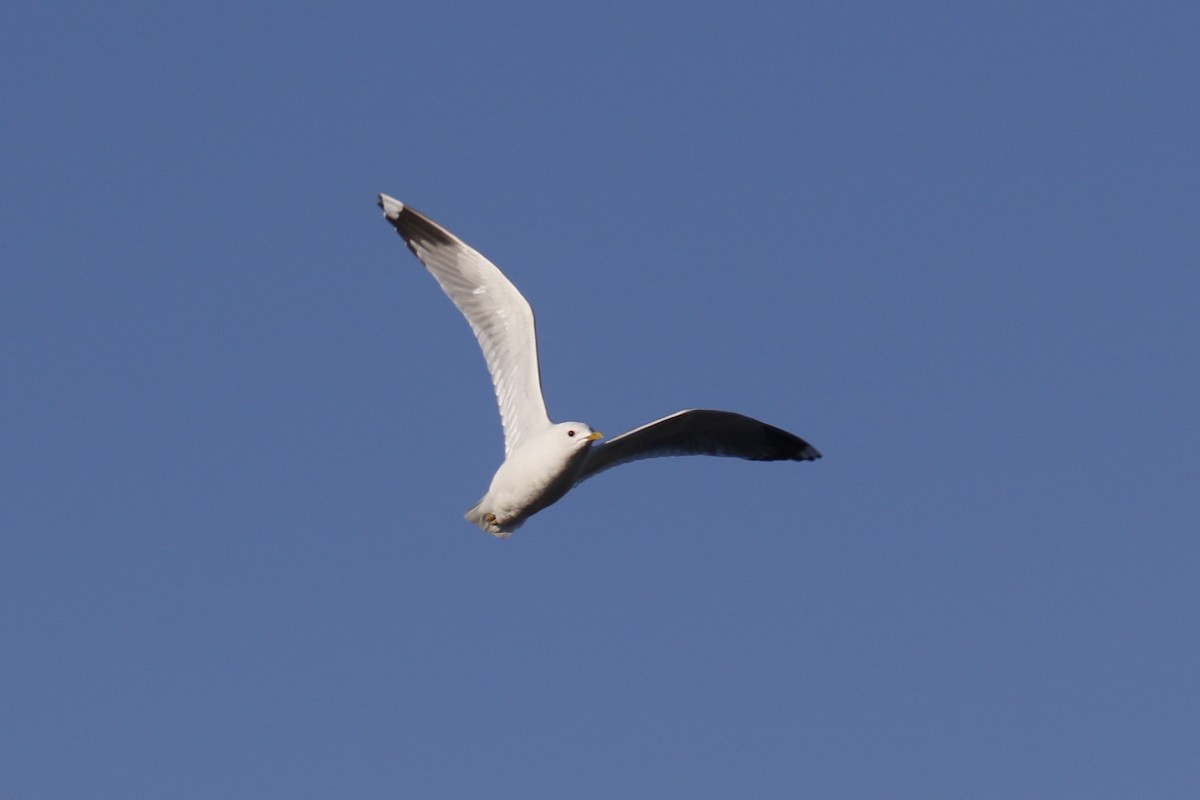 Goéland cendré - ML635869750