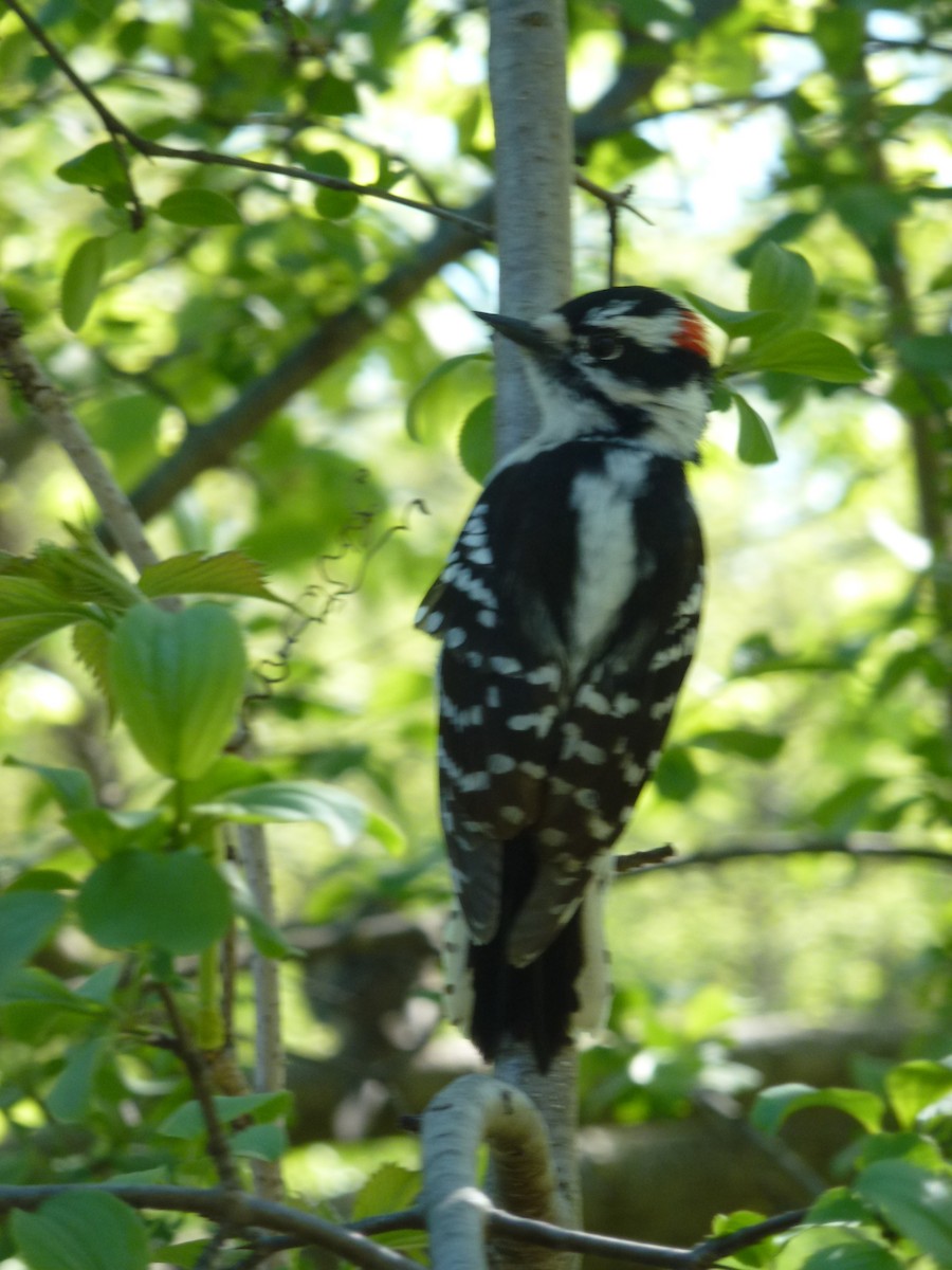 Downy Woodpecker - ML635869831