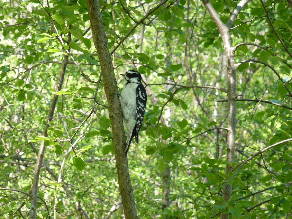 Downy Woodpecker - ML635869912