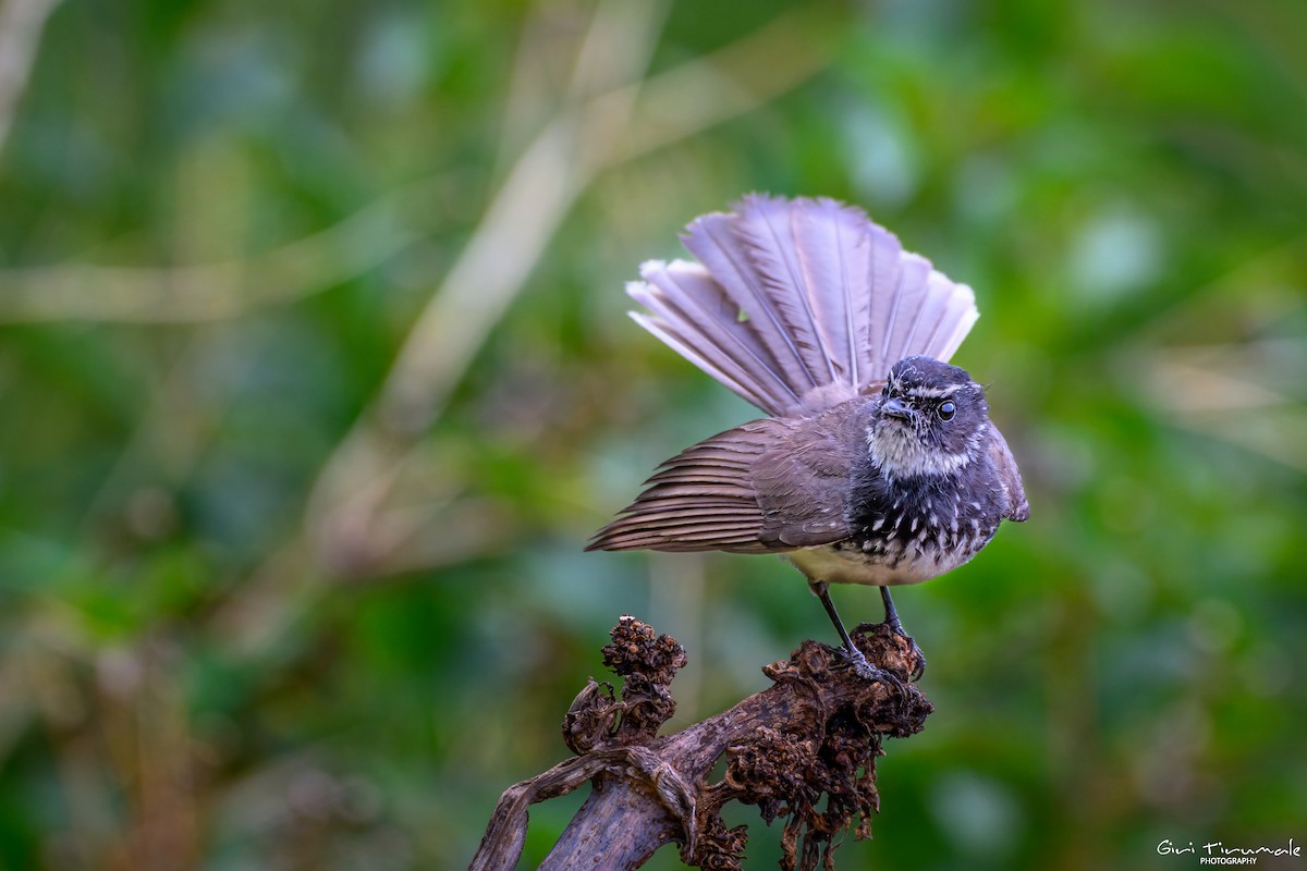 Spot-breasted Fantail - ML635869939