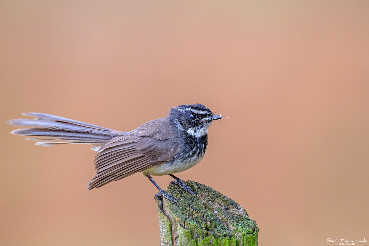 Spot-breasted Fantail - ML635869940