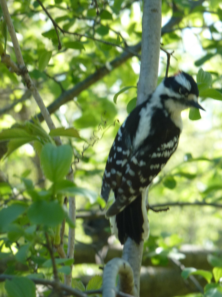 Downy Woodpecker - ML635869943