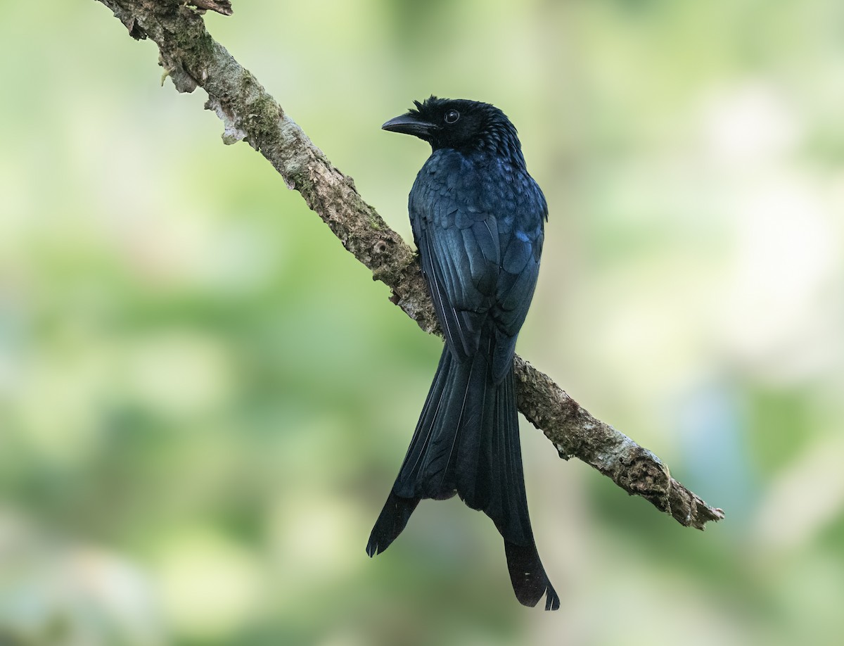 Sri Lanka Drongo - ML635869967