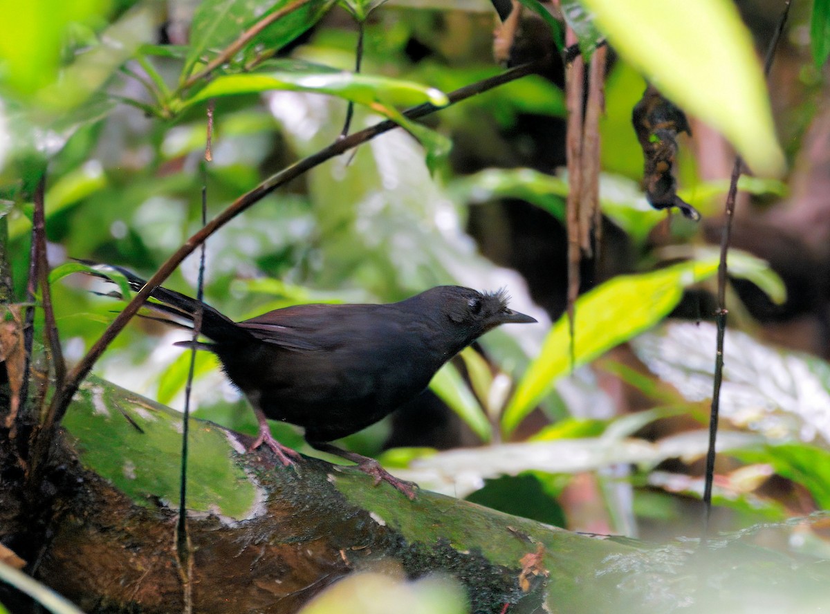 Slaty Bristlefront - ML635869983