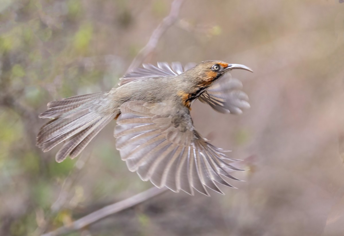 Black-streaked Scimitar-Babbler - ML635870102