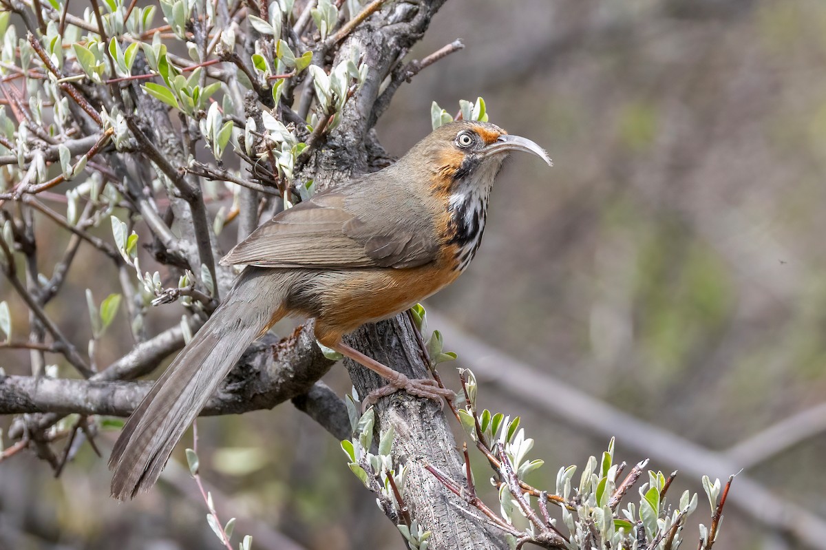 Black-streaked Scimitar-Babbler - ML635870103