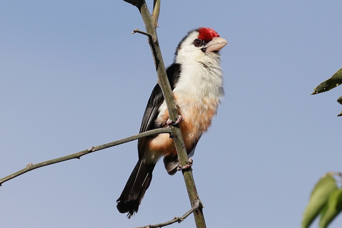 Black-backed Barbet - ML635870224