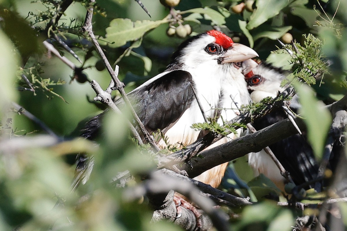 Black-backed Barbet - ML635870225