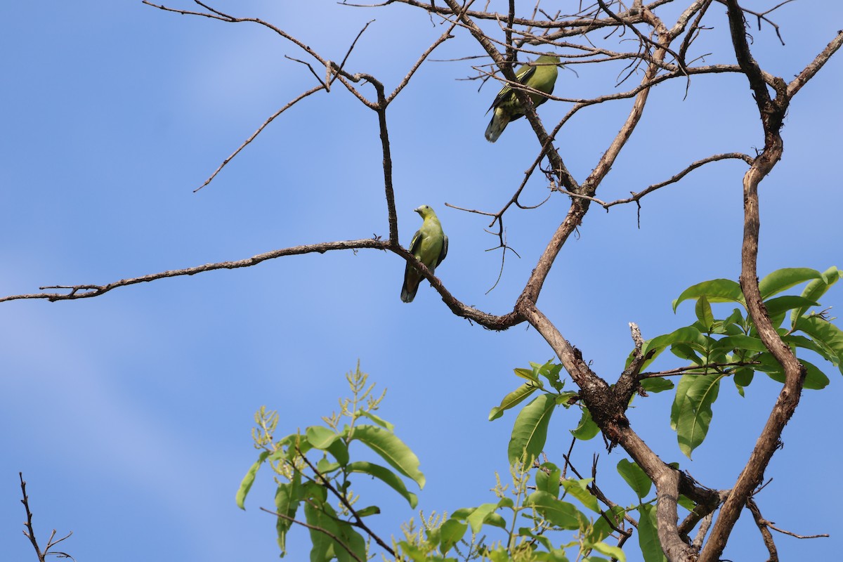 Gray-fronted Green-Pigeon - ML635870257
