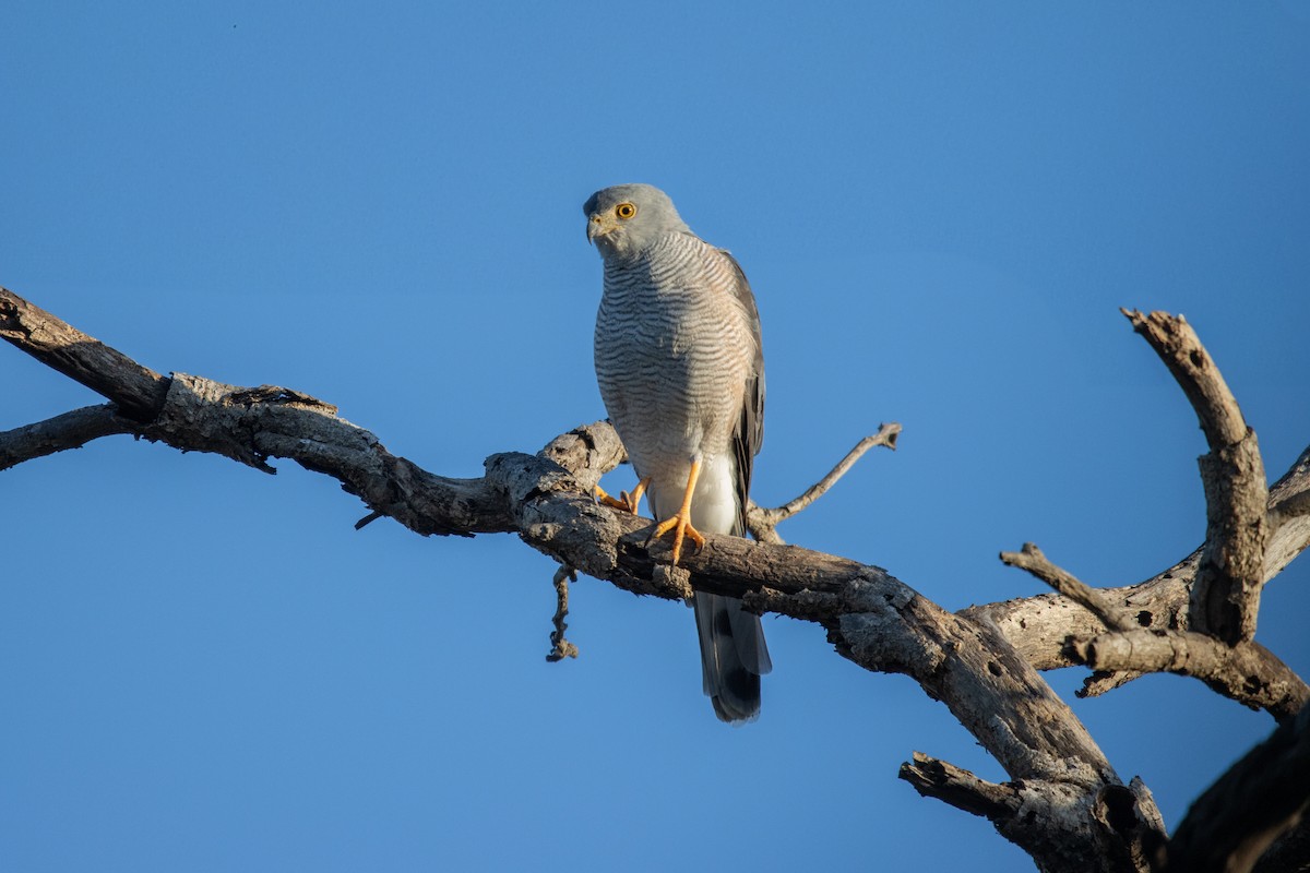 African Goshawk - ML635870288