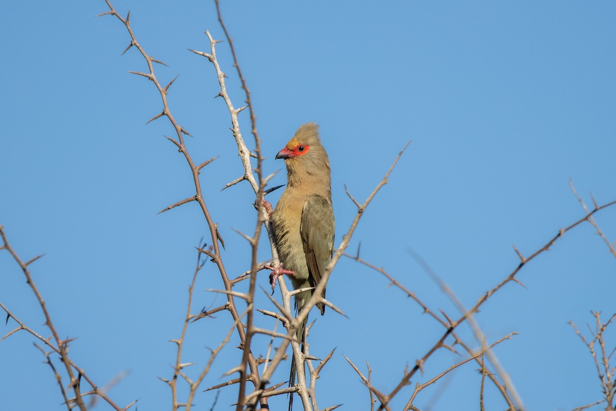 Red-faced Mousebird - ML635870289