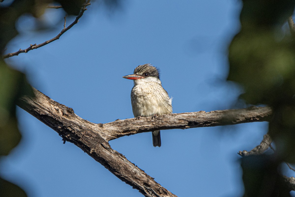 Striped Kingfisher - ML635870291