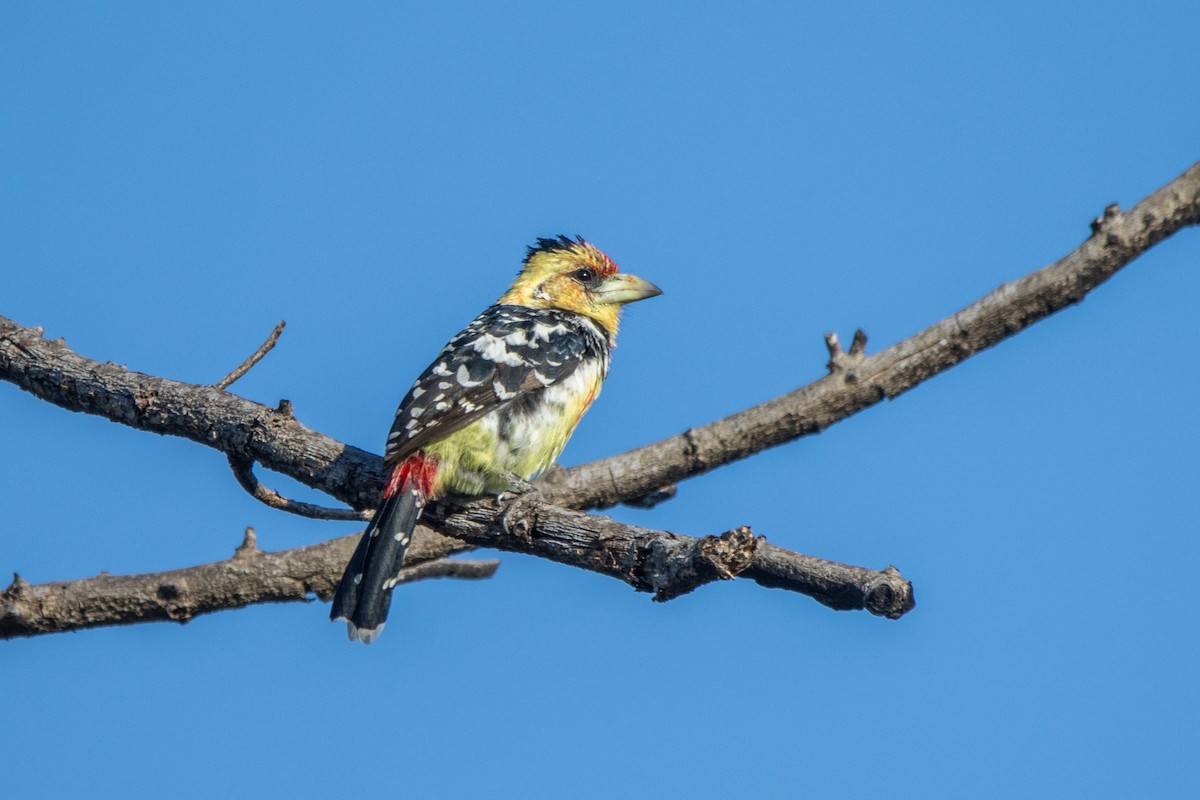 Crested Barbet - ML635870292