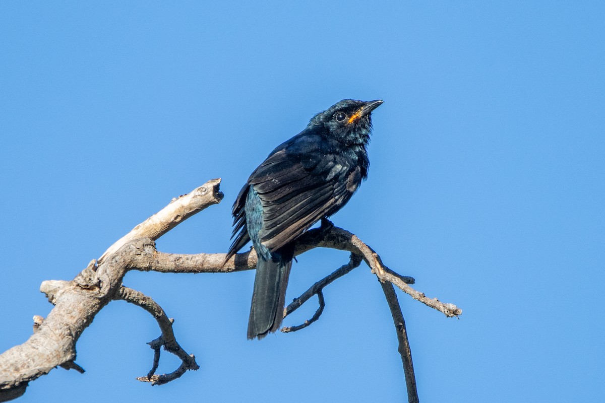 Black Cuckooshrike - ML635870293