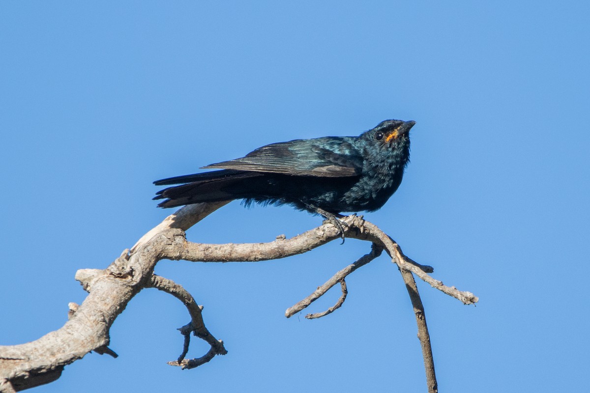 Black Cuckooshrike - ML635870294