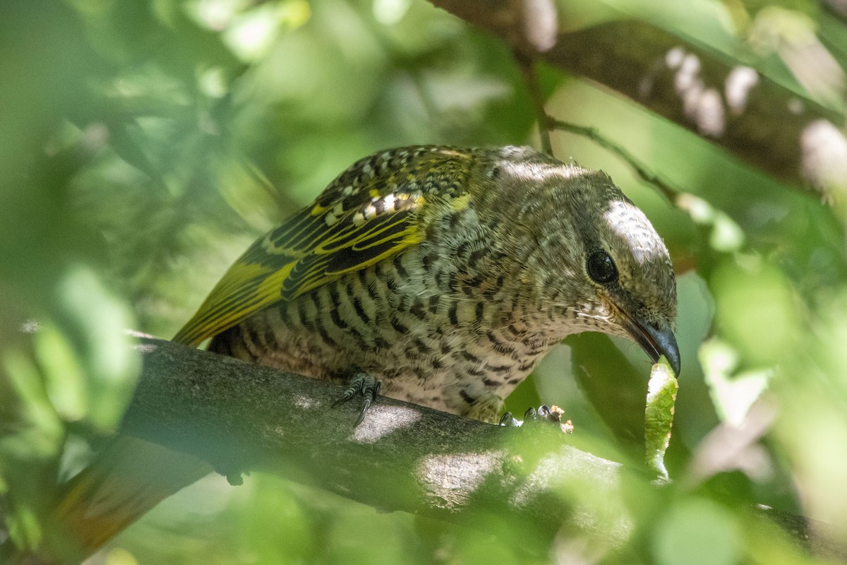 Black Cuckooshrike - ML635870295