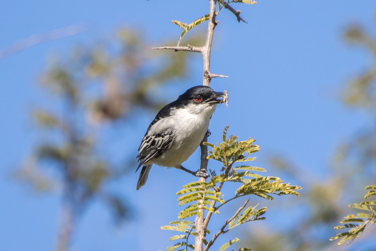 Black-backed Puffback - ML635870304