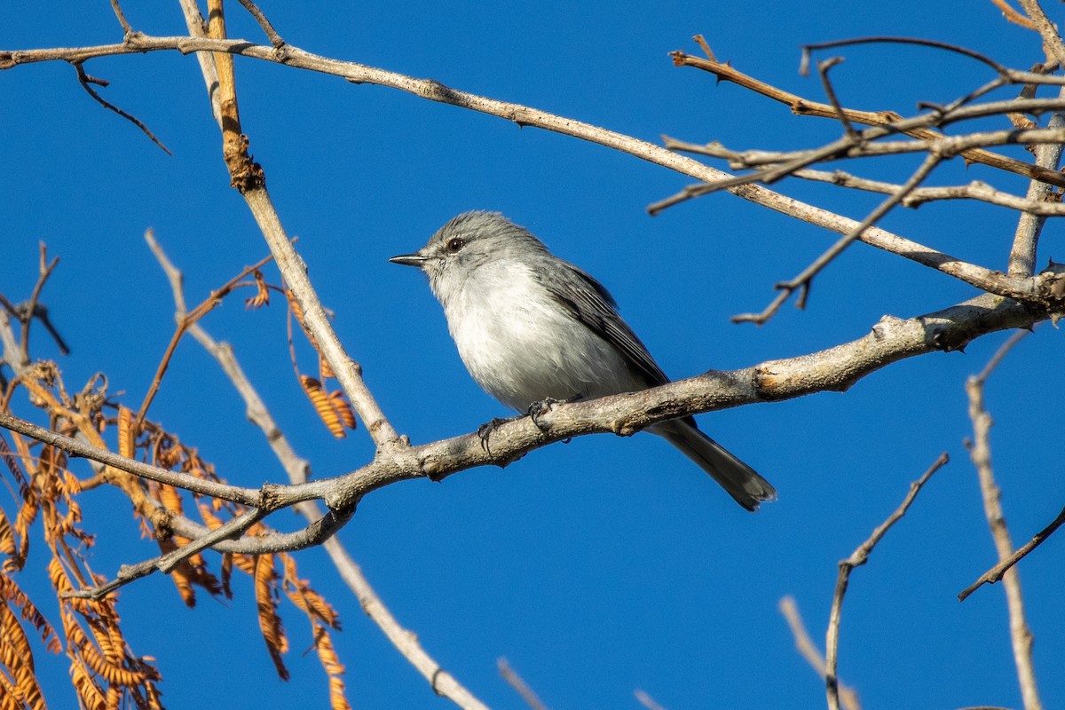 Gray Tit-Flycatcher - ML635870307