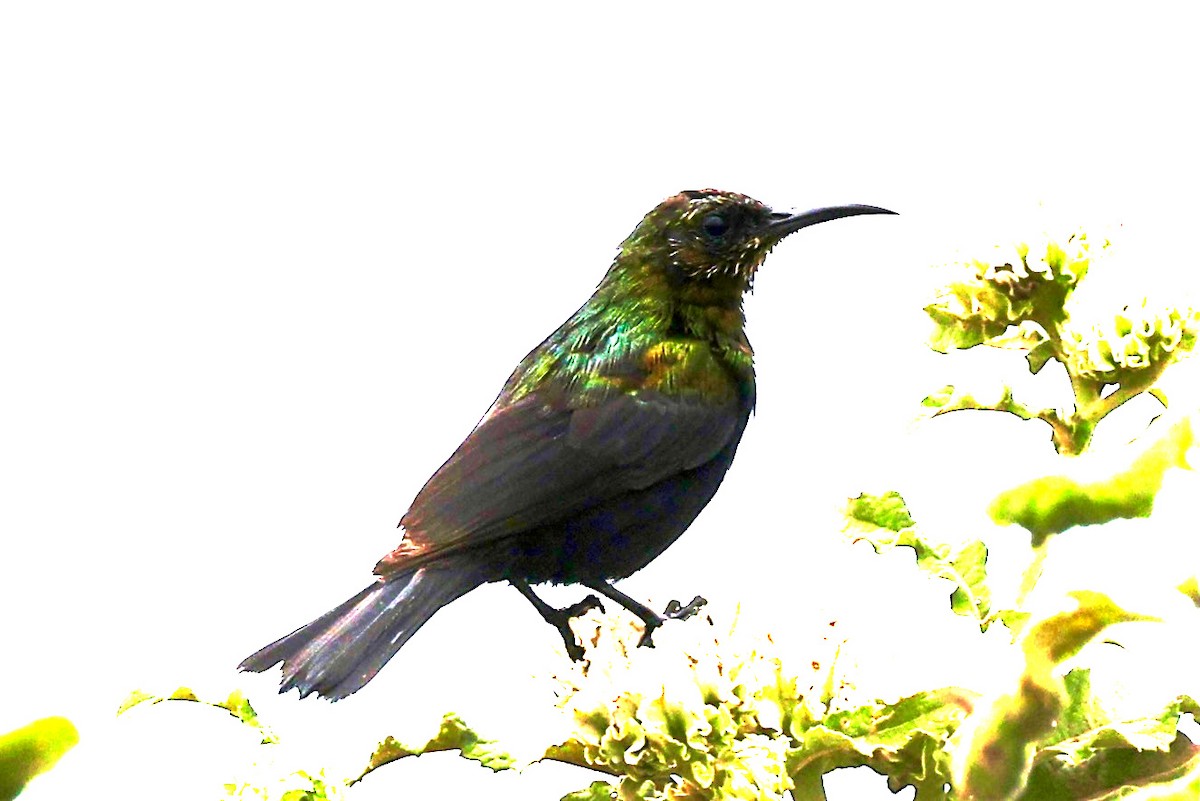 Copper Sunbird - ML635870345