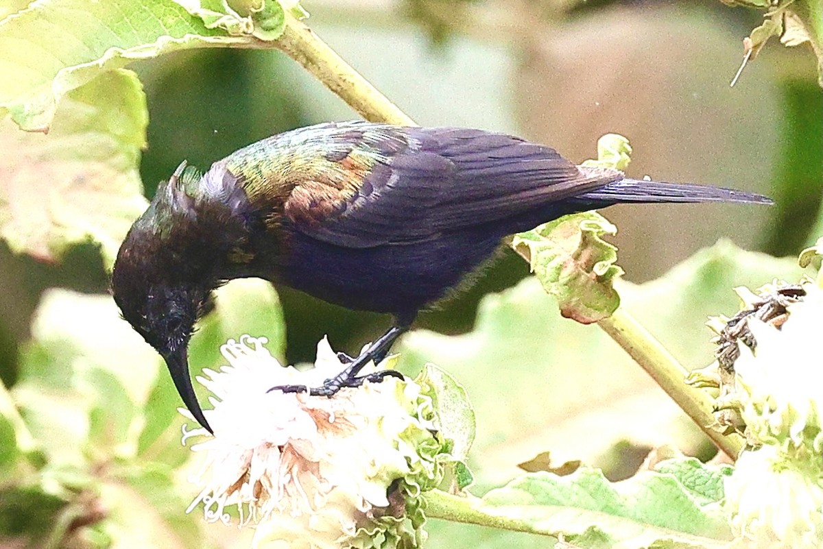 Copper Sunbird - ML635870346