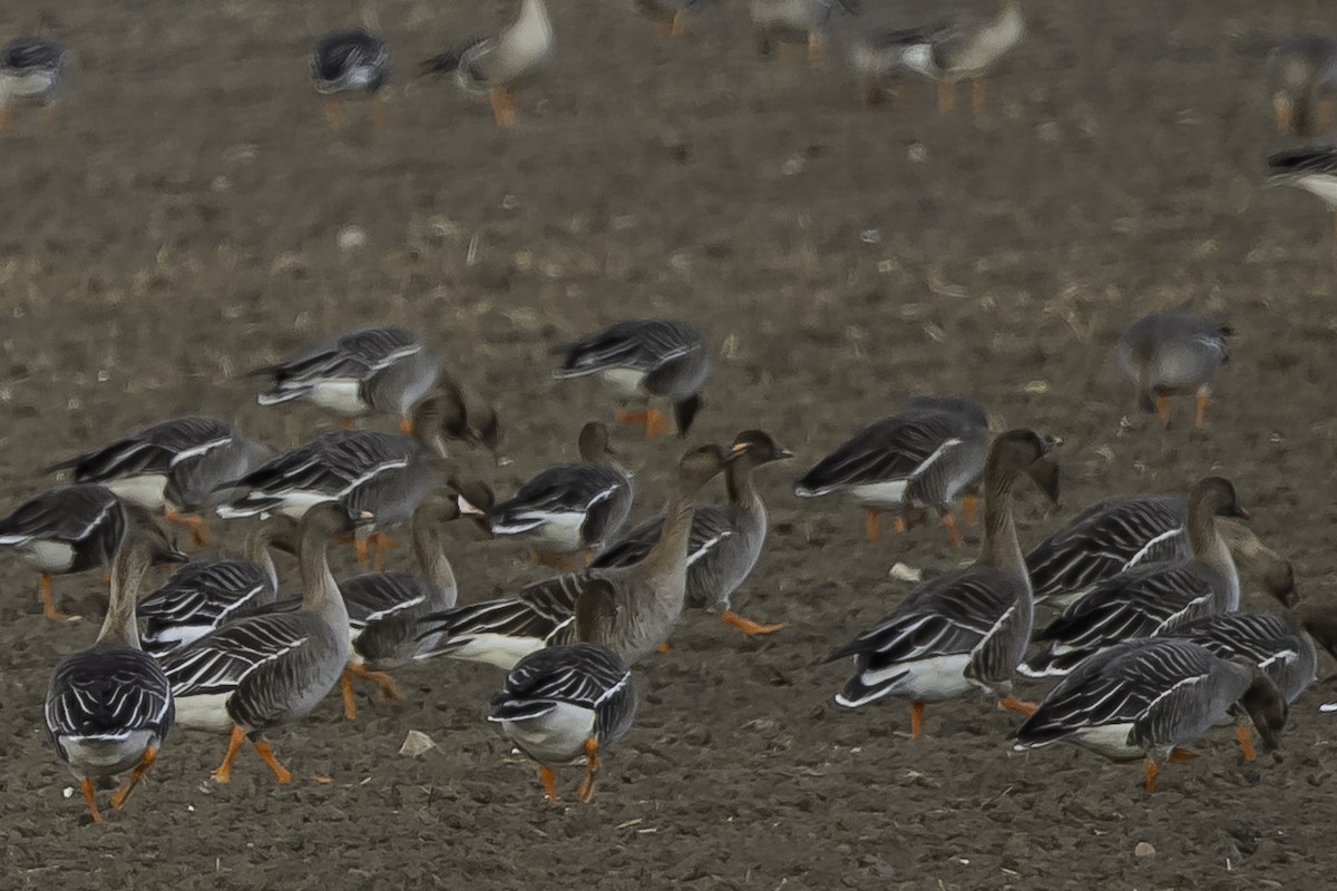 Taiga/Tundra Bean-Goose - ML635870361