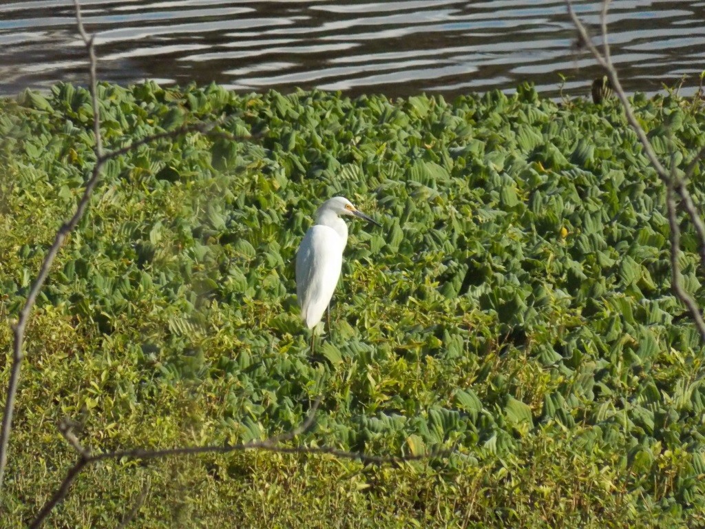 Snowy Egret - Joel Martinez