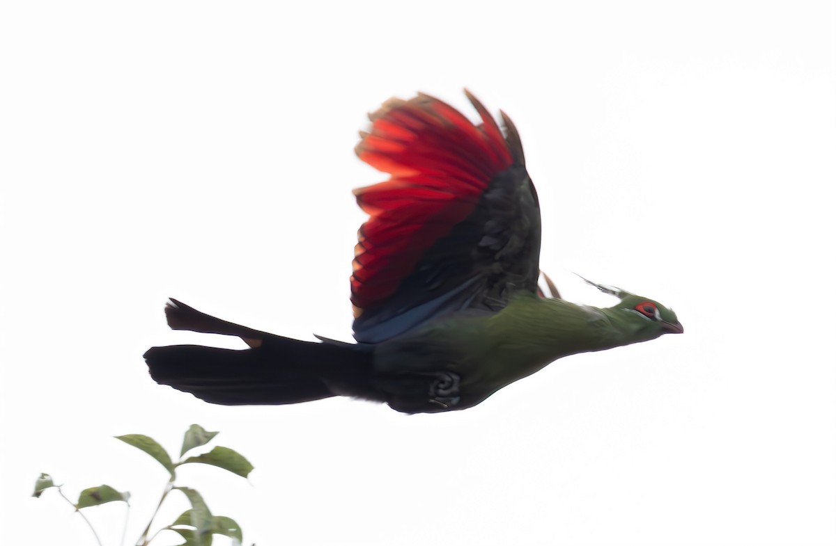 Schalow's Turaco - ML635870526
