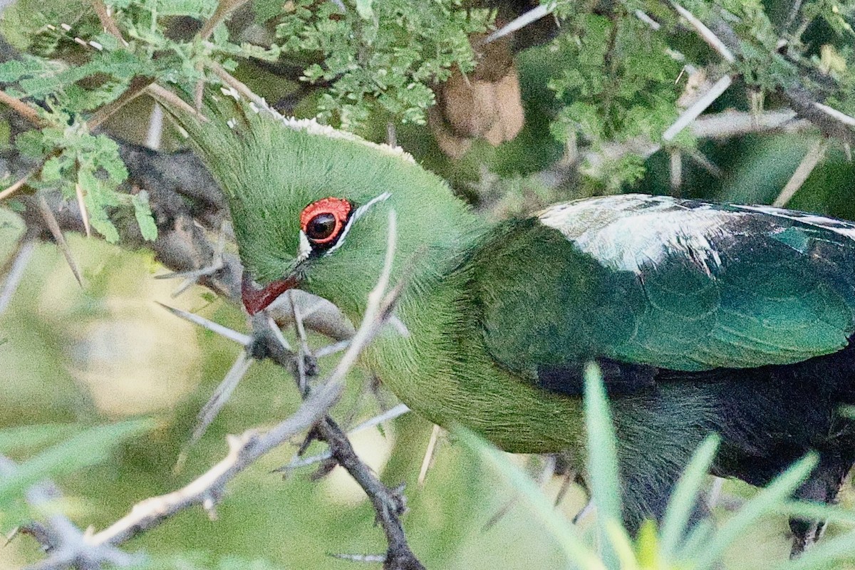 Schalow's Turaco - ML635870527