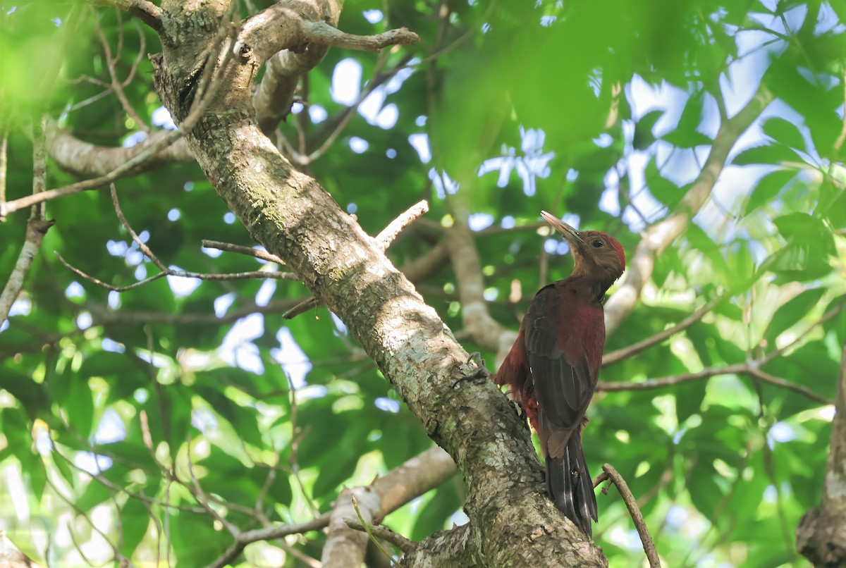 Okinawa Woodpecker - ML635870612