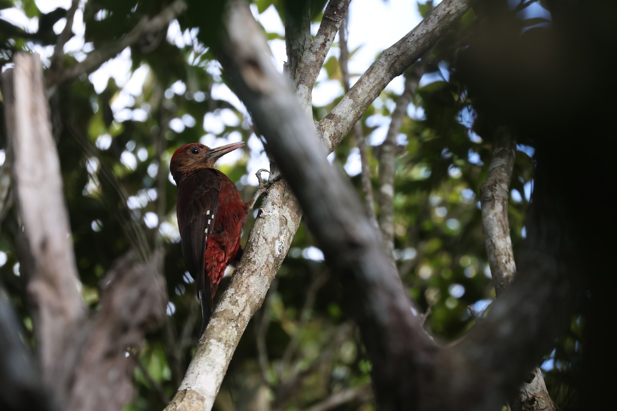 Okinawa Woodpecker - ML635870617