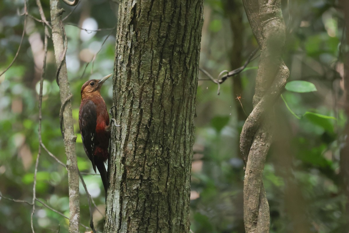 Okinawa Woodpecker - ML635870621