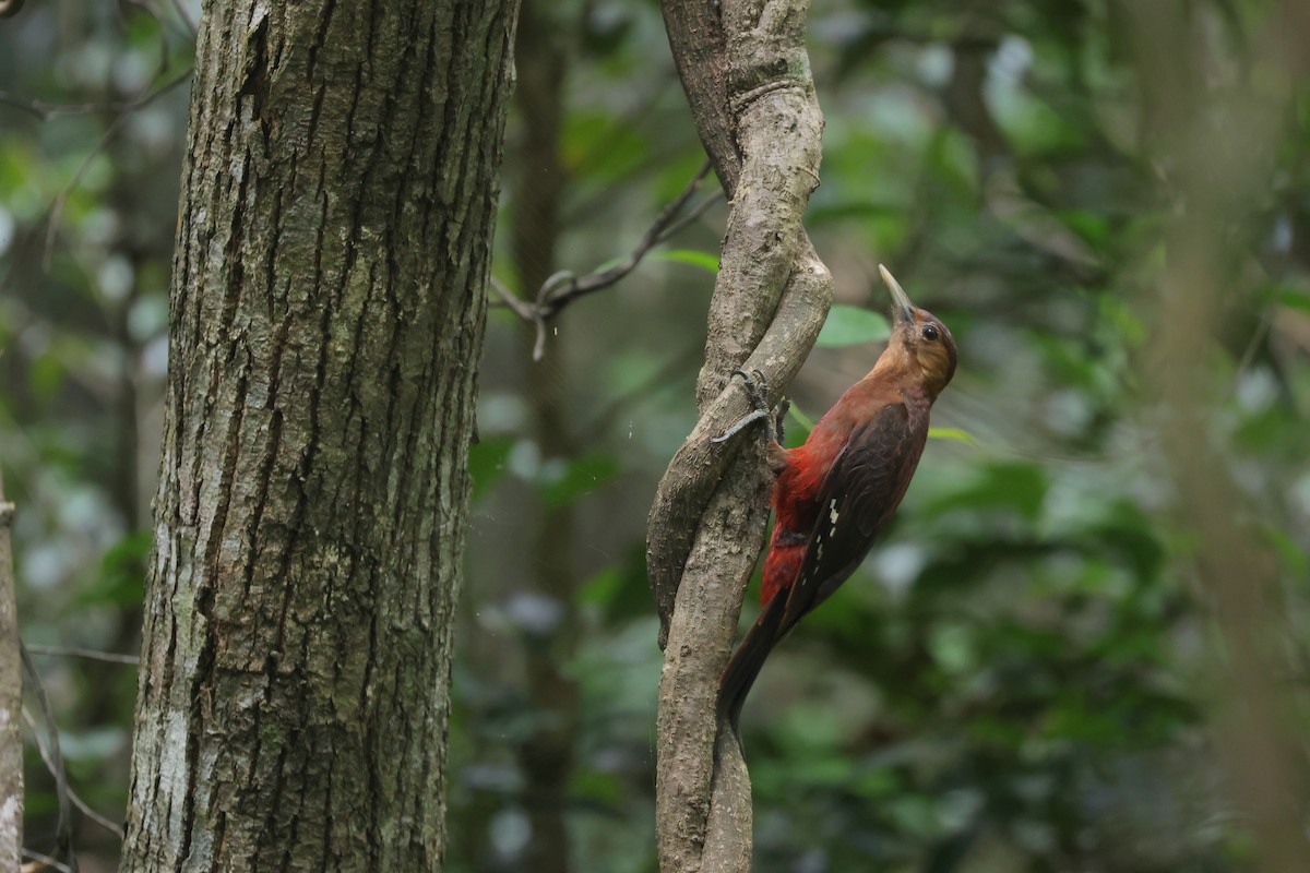 Okinawa Woodpecker - ML635870626