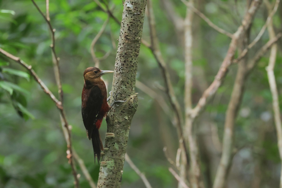 Okinawa Woodpecker - ML635870631