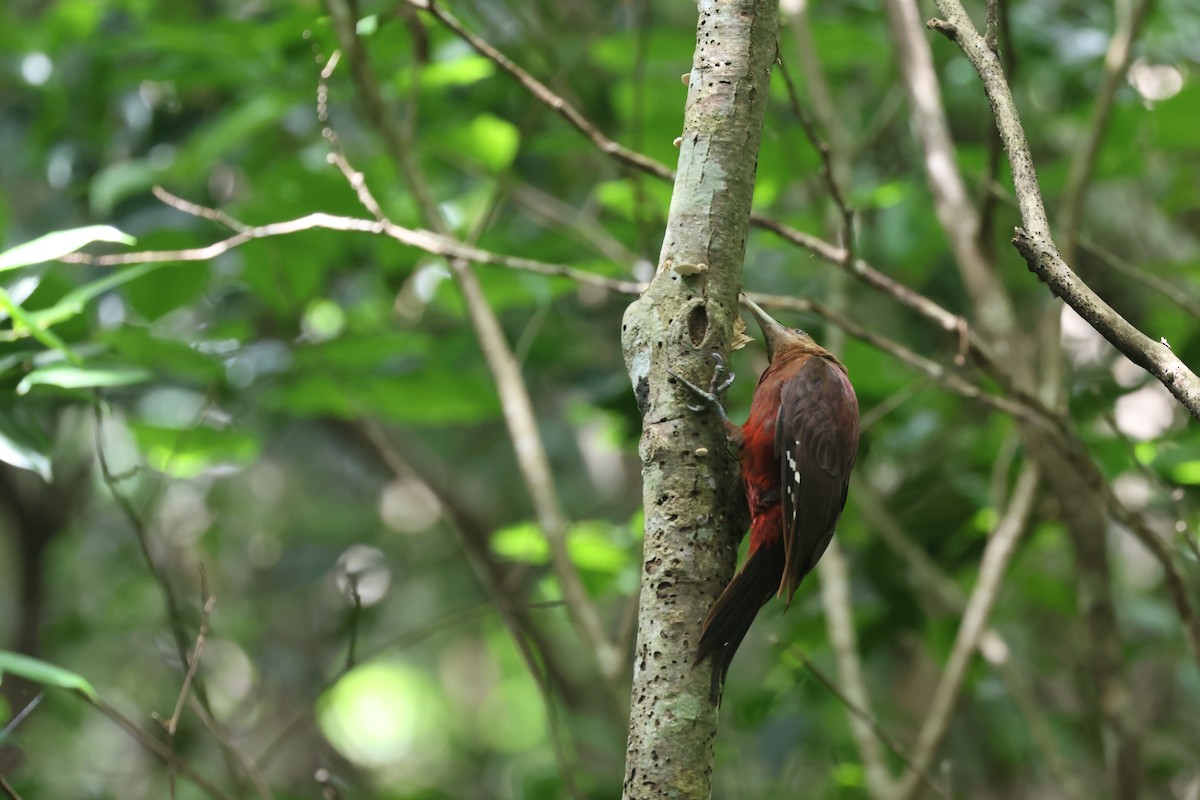 Okinawa Woodpecker - ML635870633
